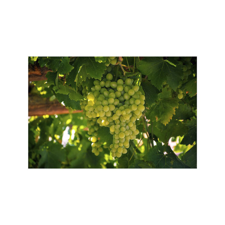 Organic Rich Moisture & Firming Facial Cream