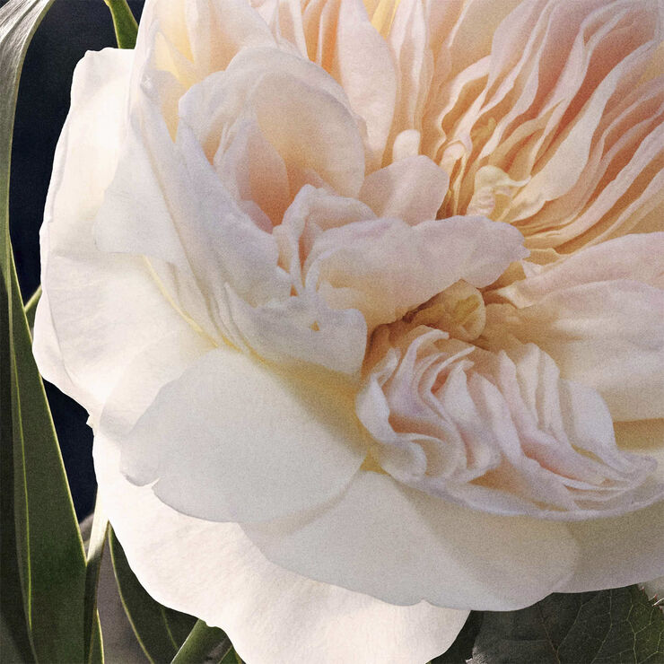 Chloé Deodorant Spray 100 ml.