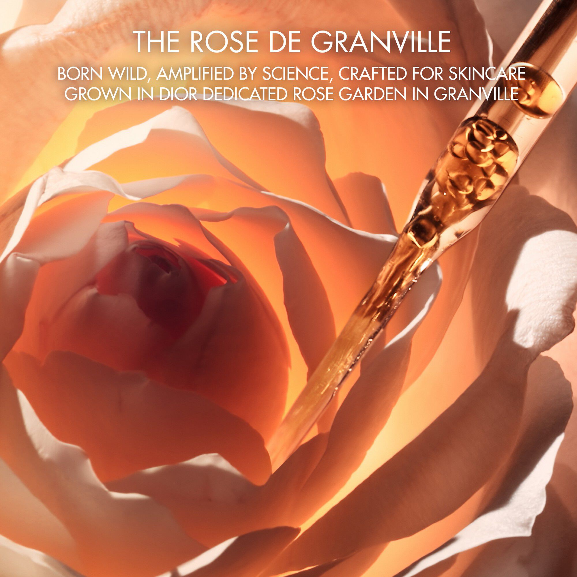 PREST MICRO-HUILE DE ROSE ACT P/BTL 30ML INT24