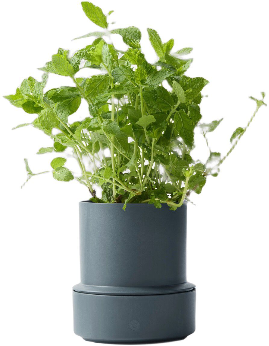 Billund self-watering pot, blueberry