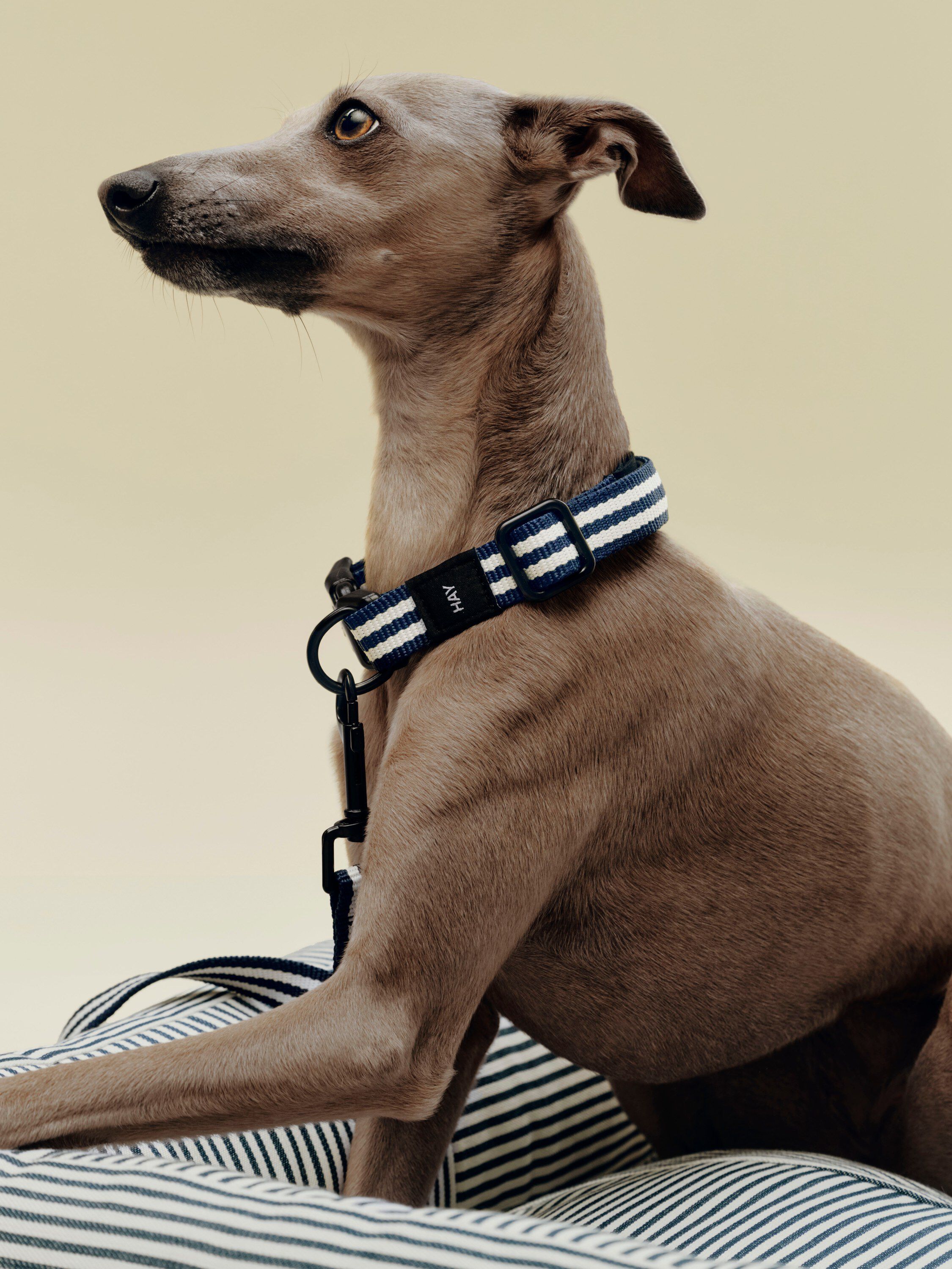 HAY Dogs Collar Flat-S/M-Blue and w