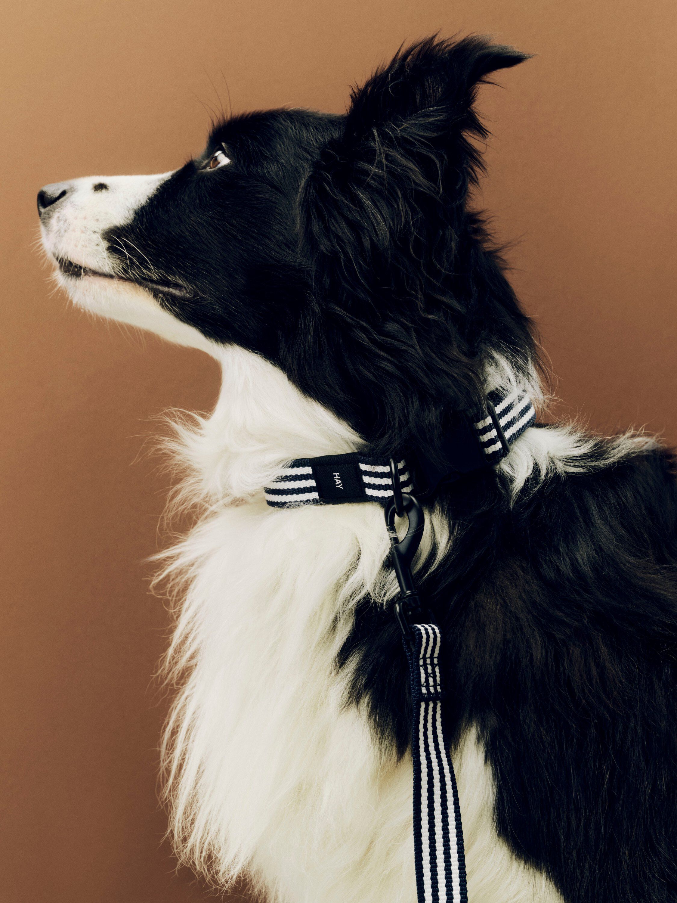 HAY Dogs Collar Flat-M/L-Blue and w
