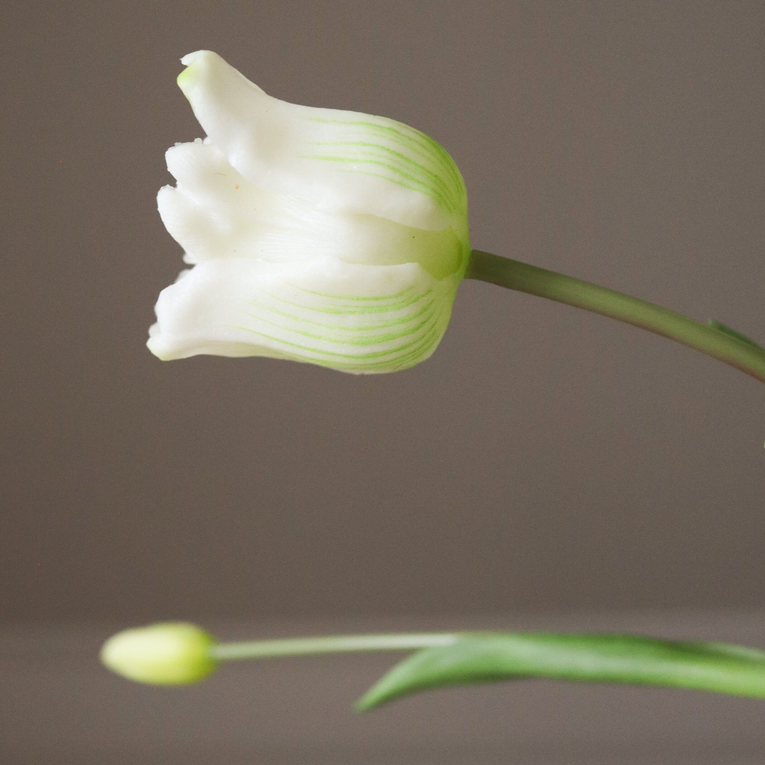 Triumph Tulip Bouquet