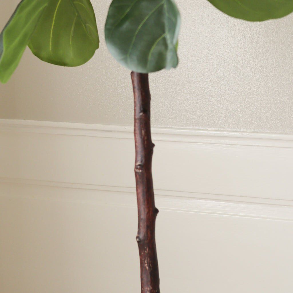 Fiddle Leaf Fig