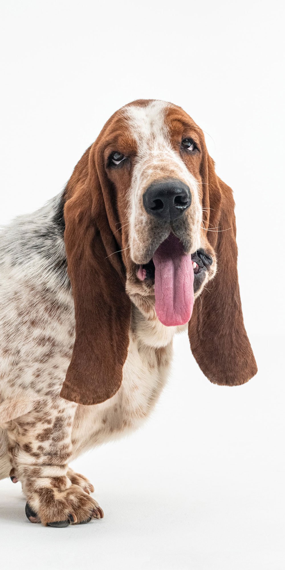 Puppies | Stort udvalg af Hush Puppies på Magasin.dk