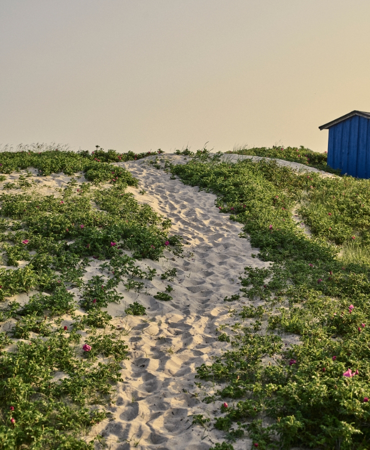 strandsti med græs