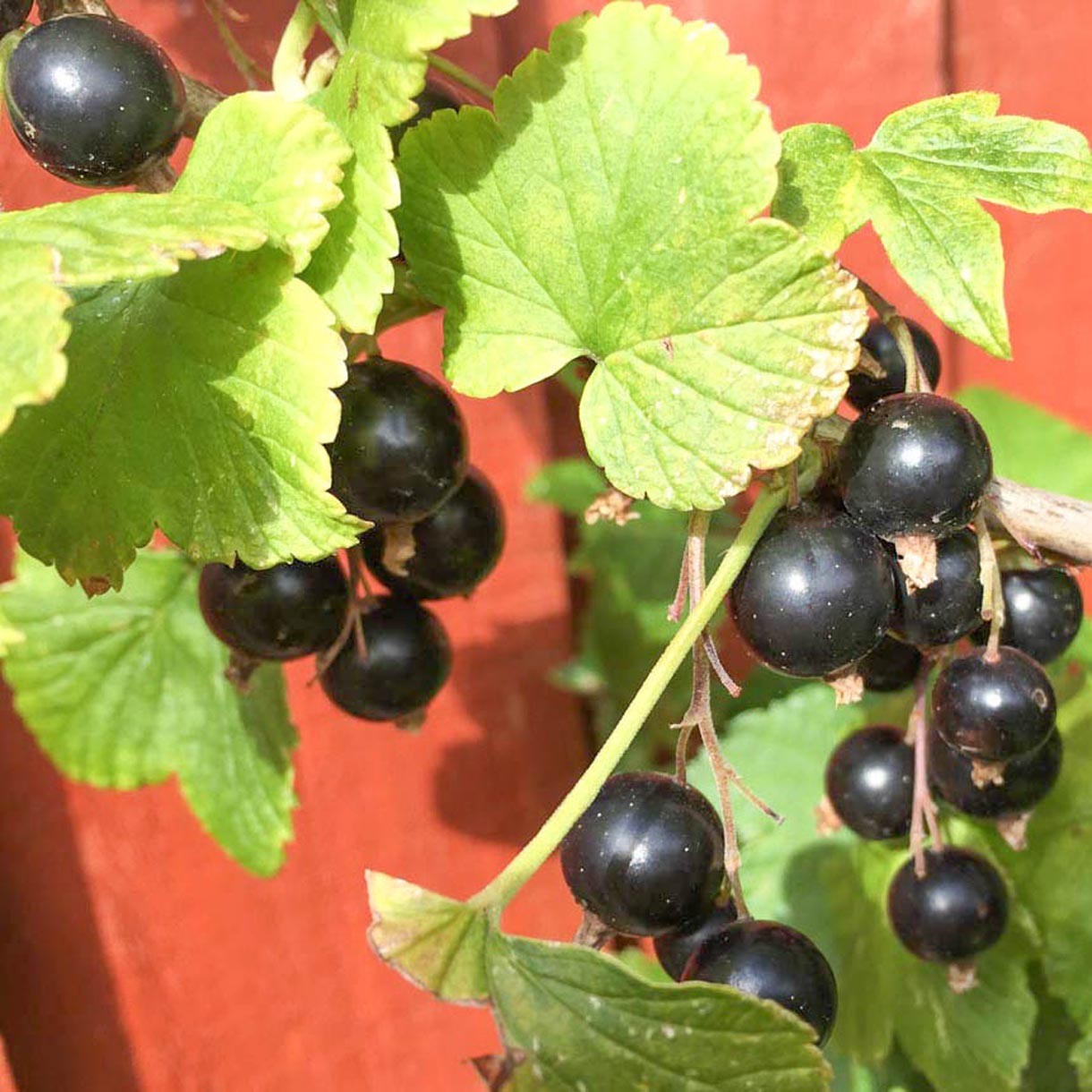Solid Parfume Blackcurrant bud No. 08