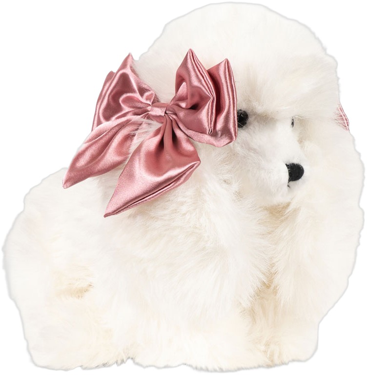 Spitz Puppy