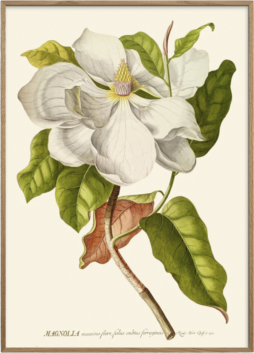 Artimuus Artimuus 36