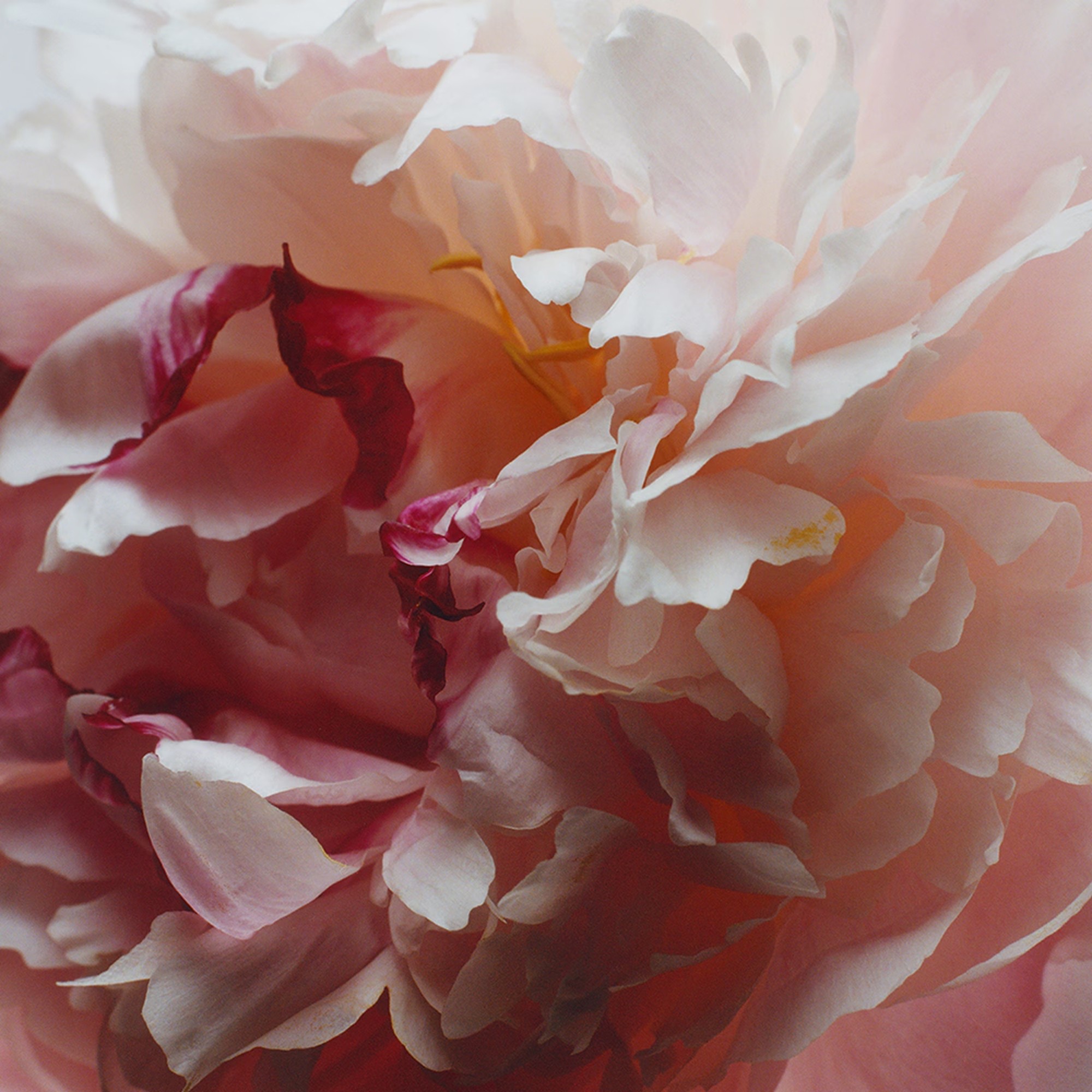 Peony & Blush Suede Cologne Travel Spray