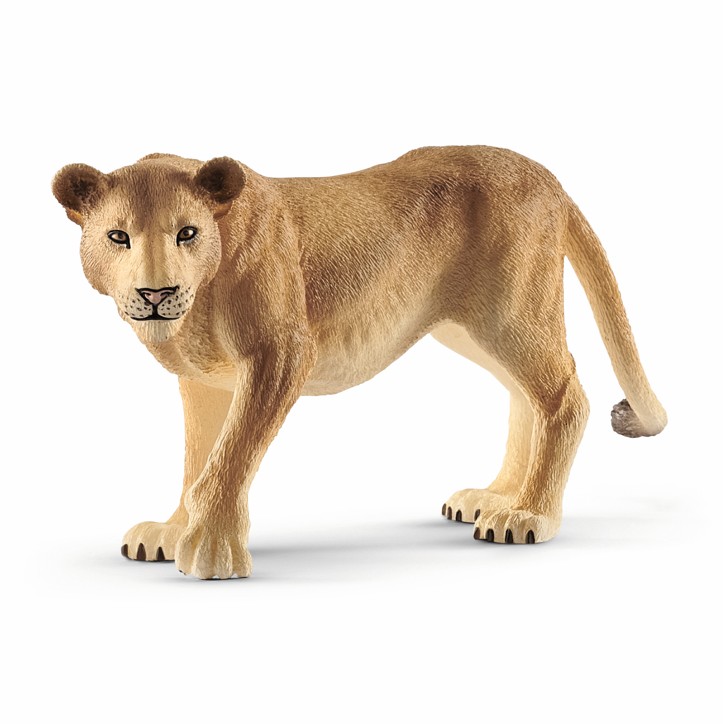 Sch Lioness