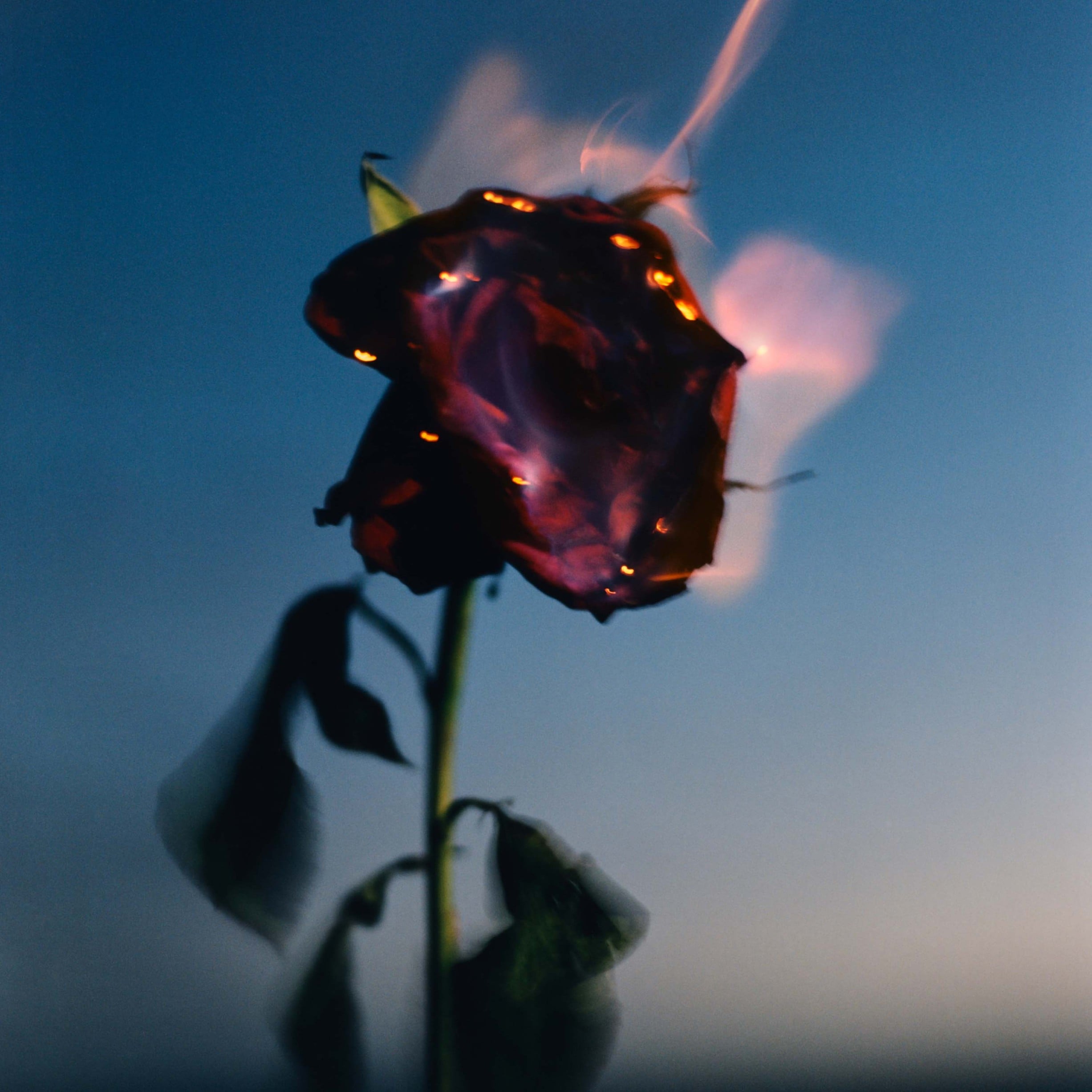FC Burning Rose